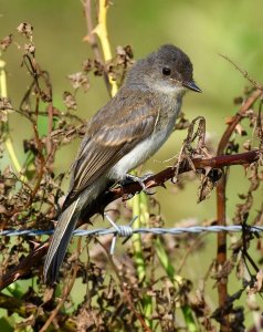 Eastern Phoebe