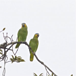 Orange-winged Parrots