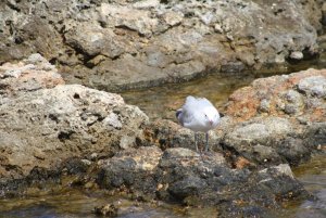 Audouin's Gull 2 - Mallorca