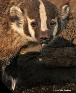 Badger dripping water