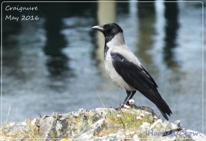 Hooded Crow