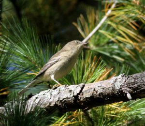 Pine Warbler