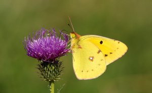 Clouded Yellow