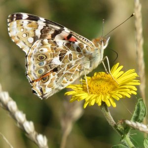 Painted Lady