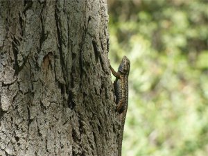 Sunbathing Lizard