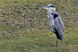 Grey Heron