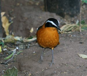 White browed Robin Chat