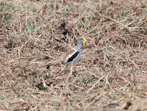 White headed Lapwing