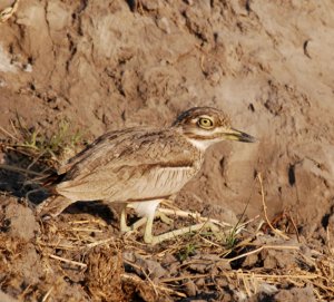 Water thick knee