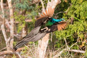 Indian Peafowl