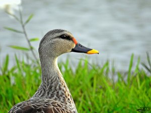 Drain Water Pool 73 : Spot-billed Duck