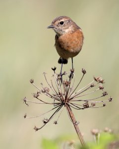 Stonechat