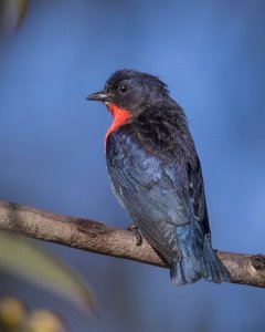 Mistletoebird