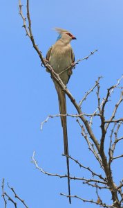 Mouse Bird.