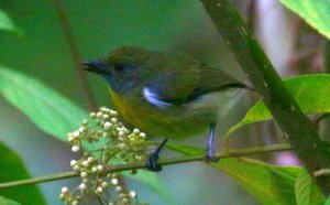 Yellow-rumped Flowerpecker (Female)