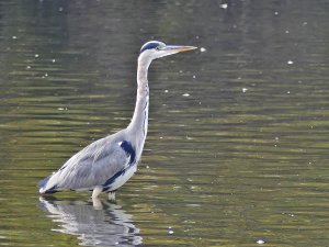 Grey Heron