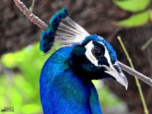 Indian Peacock