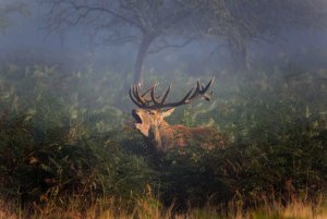 Roaring Stag