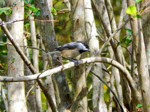 Carolina Chickadee