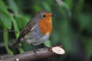 Garden Robin