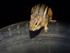 Chirping Chipmunk