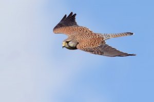 Kestrel