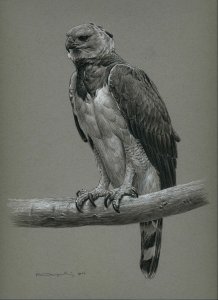 Harpy eagle study