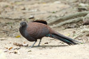 Mountain Peacock Pheasant