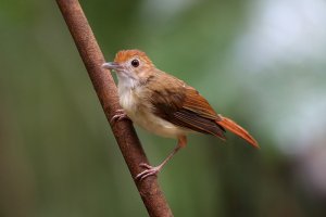 Ferruginous Babbler