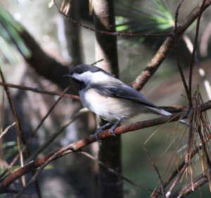 Black-cappped Chickadee