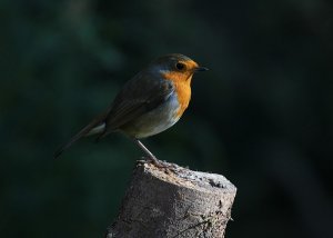 robin