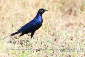 Ruppell's Long-tailed Starling