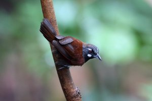 Black Throated Babbler