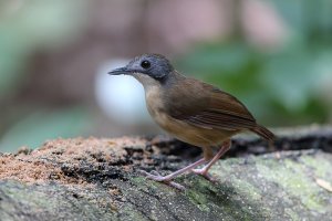 Short Tailed Babbler