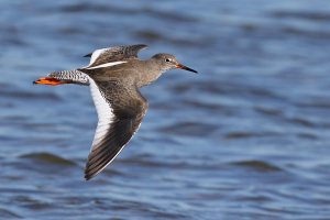 Redshank