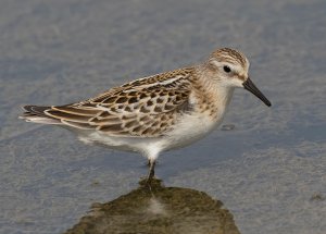 Little Stint