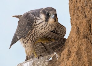 Peregrine Falcon