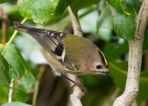 Goldcrest