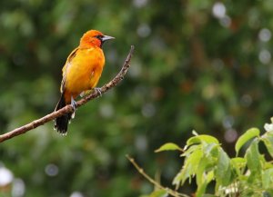 some sort of tanager