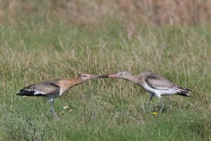 Black-tailed Godwit