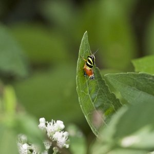 Aztec Spur-throated Grasshopper