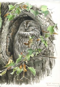 Tawny owl new study