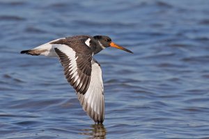 Oystercatcher (juve)