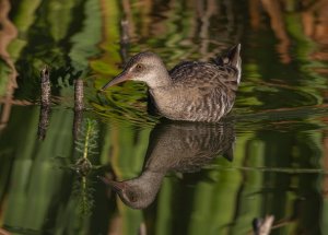 Water Rail