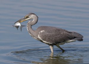 Grey Heron