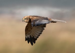 Marsh Harrier