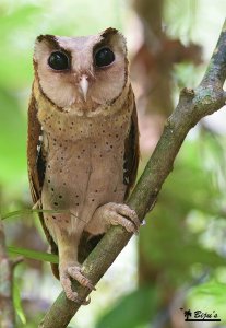 Sri Lanka Bay Owl