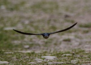 Swallow in flight