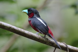 Black and Red Broadbill