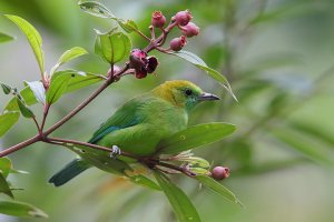 Blue Wing Leaf Bird